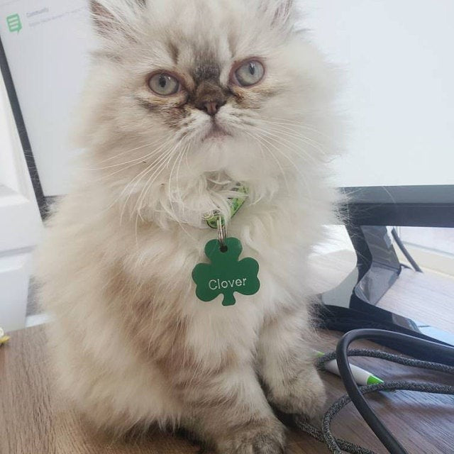 Shamrock Dog Id Tag