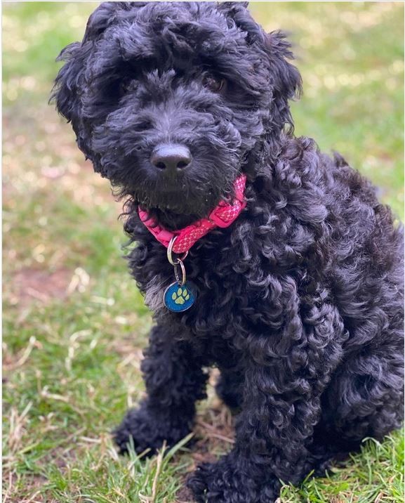 Glittery Paw Dog ID Tag - Available Black & Blue (25mm wide)