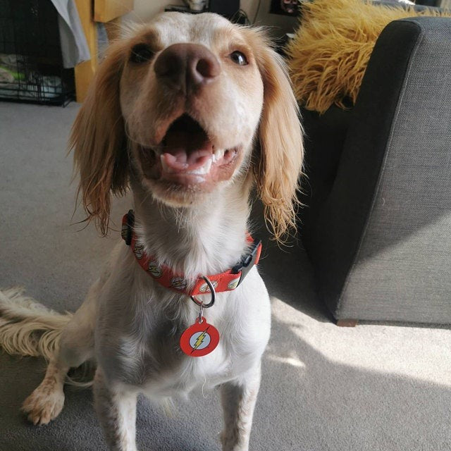 Flash Gordon - DC Comics Pet Identify Tag - Medium & Large (32 & 38mm Wide)