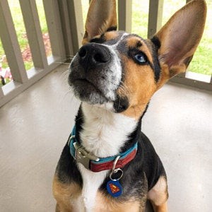 Superman DC Comics Pet Identity Tag - Medium & Large (32 & 38mm Wide)