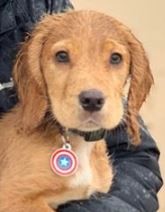 Captain America Pet ID Tag