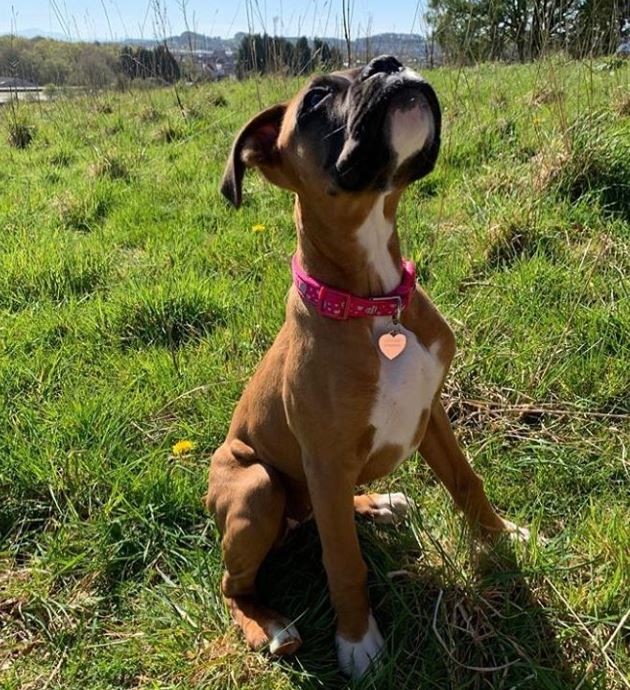 Engraved Polished Heart Dog ID Tag - Medium Size (30mm high)