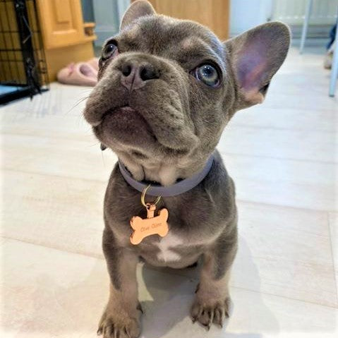 Small Metal Bone Shaped Engraved Dog ID Tag (35mm x 20mm high)