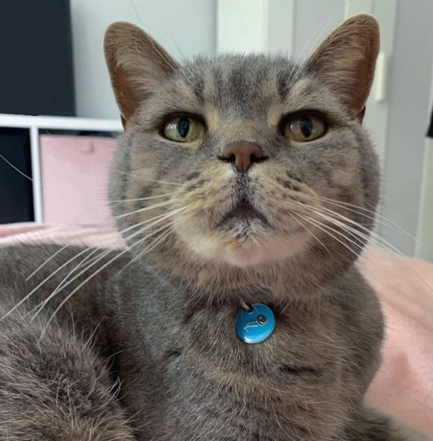 Fish Cat ID Tag Aqua