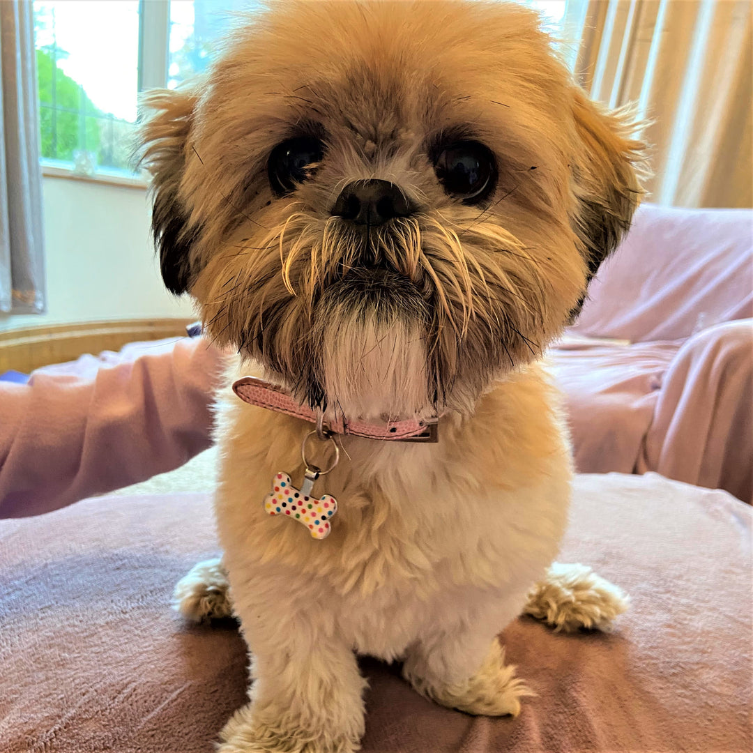 Spot Bone Pet Tag