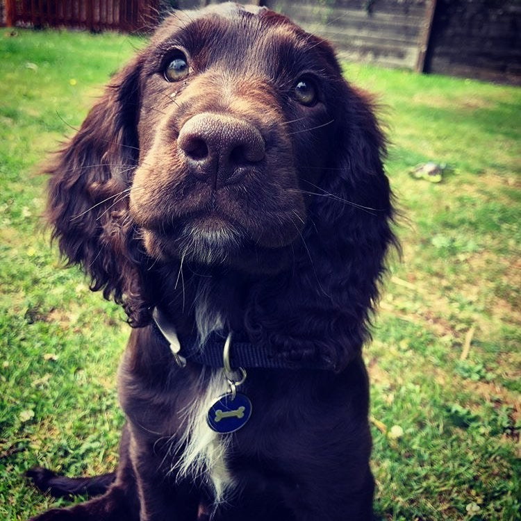 Round Blue Bone Pet Id Tag