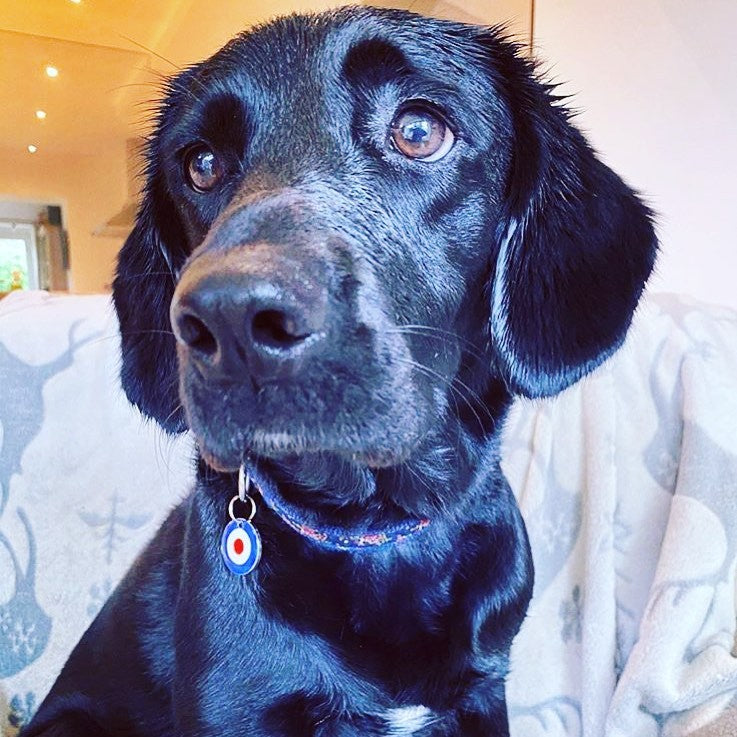 Target Pet Tag