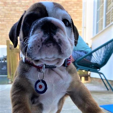 Target Pet Tag