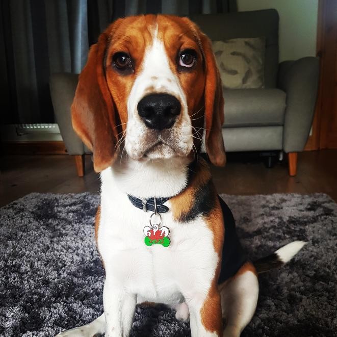 Welsh Flag Pet Tag Bone