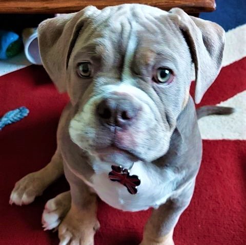 Union Jack Bone Pet Tag