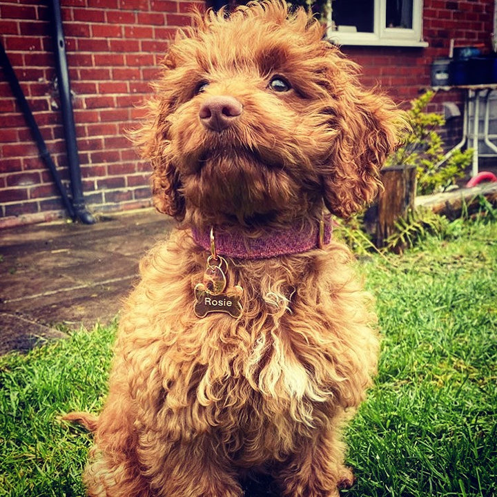 Small Metal Bone Shaped Engraved Dog ID Tag (35mm x 20mm high)