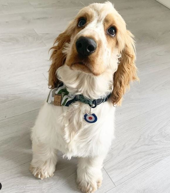 Target Pet Tag