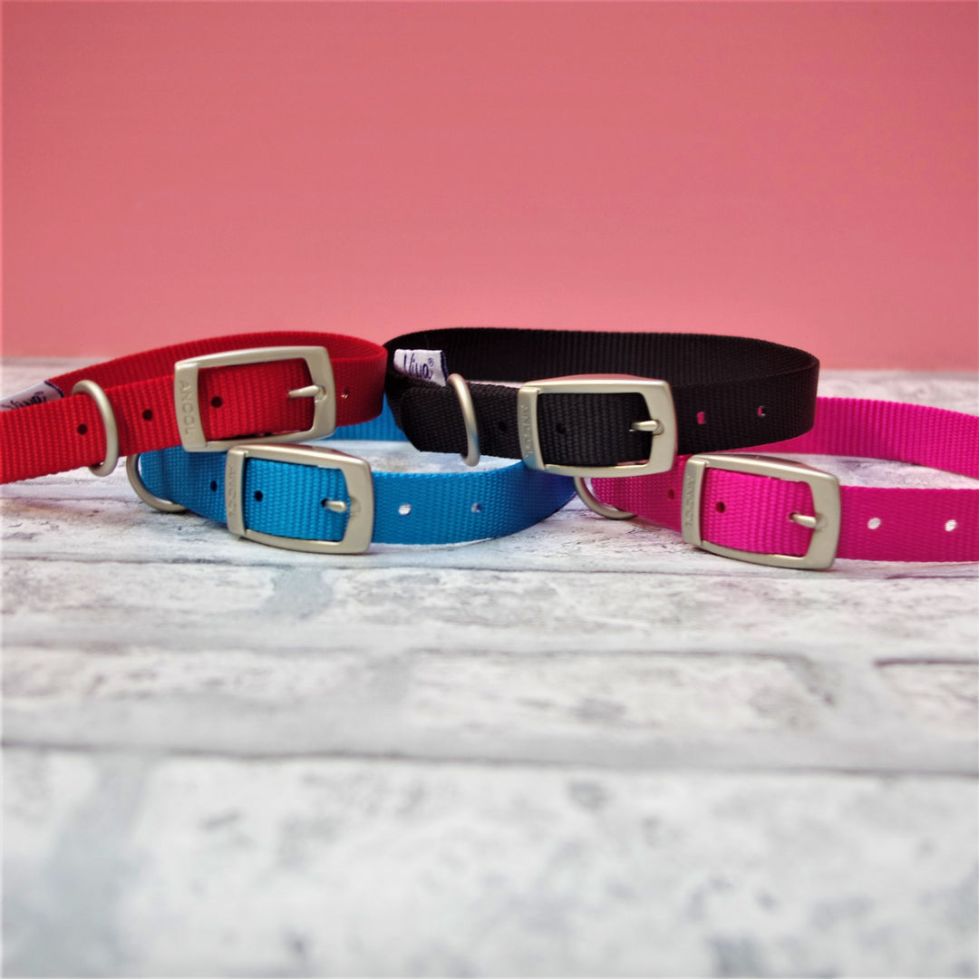 Coloured Nylon Buckle Pet Collar - Small, Medium & Large Sizes