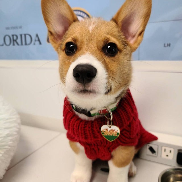 Welsh Flag Heart Pet ID Tag