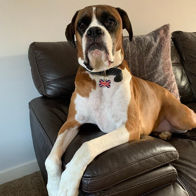 Union Jack Bone Pet Tag