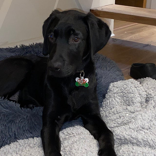 Welsh Flag Pet Tag Bone