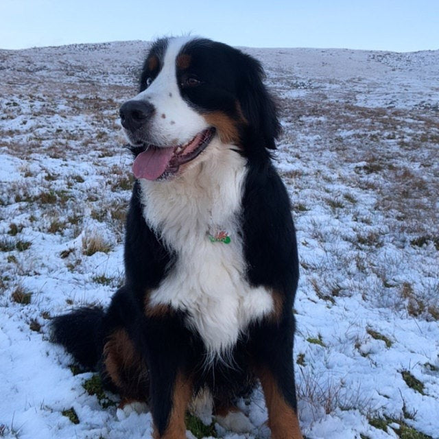 Welsh Flag Pet Tag Bone