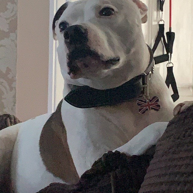 Union Jack Bone Pet Tag