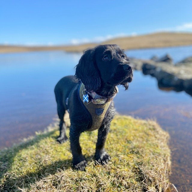 Scottish Flag Pet Tag Bone