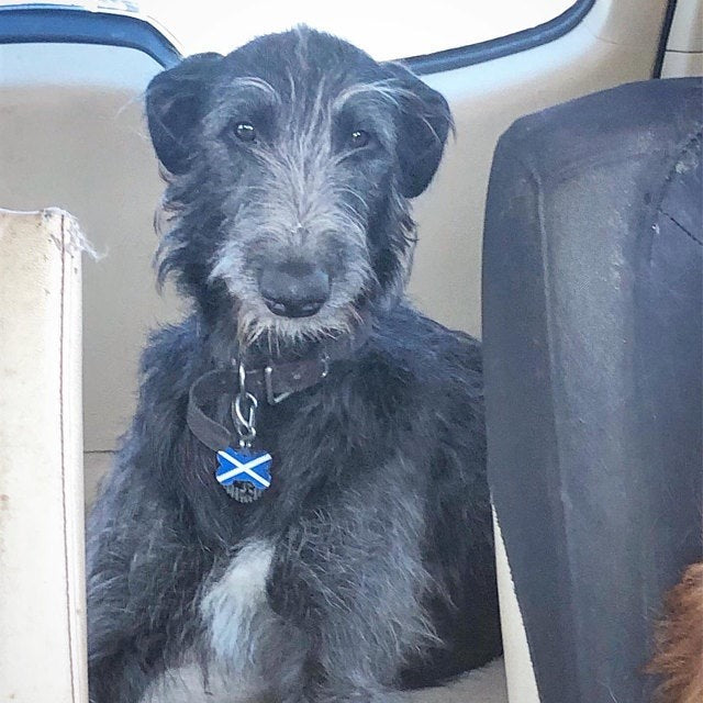 Scottish Flag Pet Tag Bone