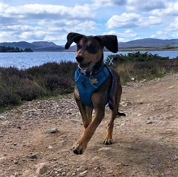 Scottish Flag Pet Tag Bone