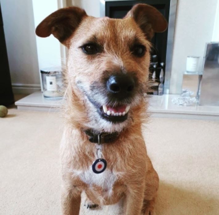 Target Pet Tag
